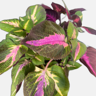 The Kong Coleus in the Tulum Pot - Holt x Palm -  In store pickup only! Dazzle your guests with the Kong Coleus in the Tulum Pot! This stunner features amazing, colorful leaves, plus a golden tulum pot to make it the life of the party. Show off your green thumb and good taste at the same time! Whoa, how cool is that?! Approx Size: 13" Tall x 6" Wide