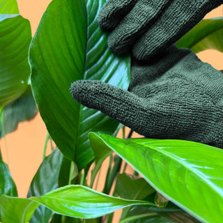 Leaf Cleaning Gloves - Holt x Palm -  Cleaning your leaves has never been easier! Our high-quality microfibre Leaf Cleaning Gloves are the simplest way to shine, clean, and enhance leaves of all sizes! Save time and reduce waste; these are reusable, universally sized and machine washable. WIN, WIN, WIN!