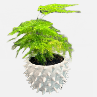 Meet Alice! - Holt x Palm -  Introduce your home to Alice, a magical fern that comes planted in a white spiked pot! Let the unique presence of Alice bring a whimsical touch to any room - it's perfect for adding a little natural magic! Plus, this captivating fern is also available for local pickup only, making it easy to get your hands on this mystifying plant.