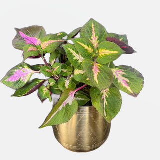 The Kong Coleus in the Tulum Pot - Holt x Palm -  In store pickup only! Dazzle your guests with the Kong Coleus in the Tulum Pot! This stunner features amazing, colorful leaves, plus a golden tulum pot to make it the life of the party. Show off your green thumb and good taste at the same time! Whoa, how cool is that?! Approx Size: 13" Tall x 6" Wide