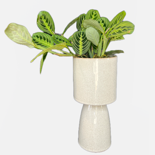 Prayer Plant in our Speckled Ceramic Vase - Holt x Palm -  Introducing our awesome and easy to care for Prayer Plant in a stylish speckled ceramic vase! This classic combination of beautiful foliage and decorative pottery is sure to add a special something to any living space. So get ready to liven up your home with this unique must-have - a plant that actually says a little prayer for you! Approx Size: 17" tall, 5.5" wide, Vase is 11" tall