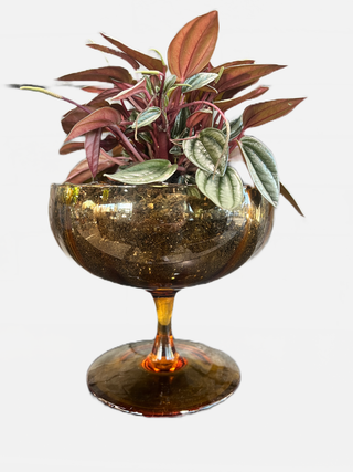 The Ripple Pepper in a Vintage Goblet - Holt x Palm -  Add a little spiciness to your decor with The Ripple Pepper in a Vintage Goblet! This awesome, rare plant comes in a unique vintage planter, guaranteed to be a talking point. Local pickup only - come and get it, before somebody else does!