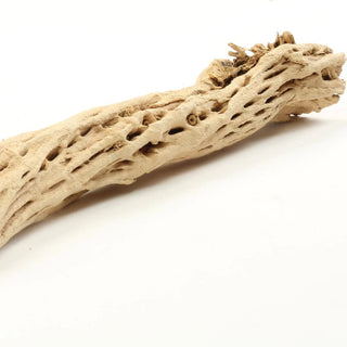 12" Cholla - Holt x Palm -  Bring some chic style to your home with this 12" Cholla! This chic, earthy dried cactus is sure to add an air of sophistication with its dried design. So don't wait, add some wild vibes to any room with this unique piece! Approx Size: 12" in length