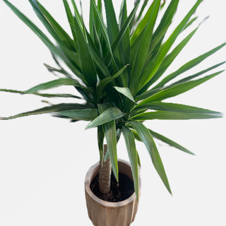 Yucca Elephantipes in the Awesome Terracotta Pot - Holt x Palm -  In store pickup only! Transform your home into a tropical paradise with this unbelievably awesome Yucca Elephantipes! Its rustic and earthy style brings a palmy vibe like no other - all you need is a comfy hammock to complete the look! (Plus, it's so cool!) Approx Sizes: Single: 46" tall x 11" wide Triple: 54" tall x 11" wide