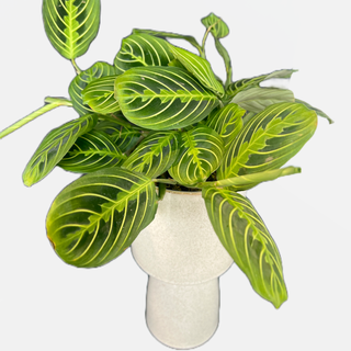 Prayer Plant in our Speckled Ceramic Vase - Holt x Palm -  Introducing our awesome and easy to care for Prayer Plant in a stylish speckled ceramic vase! This classic combination of beautiful foliage and decorative pottery is sure to add a special something to any living space. So get ready to liven up your home with this unique must-have - a plant that actually says a little prayer for you! Approx Size: 17" tall, 5.5" wide, Vase is 11" tall