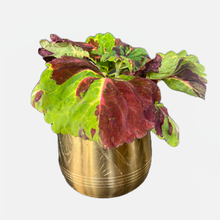 The Kong Coleus in the Tulum Pot - Holt x Palm -  In store pickup only! Dazzle your guests with the Kong Coleus in the Tulum Pot! This stunner features amazing, colorful leaves, plus a golden tulum pot to make it the life of the party. Show off your green thumb and good taste at the same time! Whoa, how cool is that?! Approx Size: 13" Tall x 6" Wide