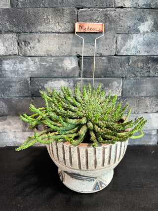 Meet Medeea! - Holt x Palm -  Meet Medeea! The latest addition to your indoor jungle - a gorgeous medusa cactus potted in a sleek modern pot. From her mossy locks to her prickly demeanor, she's sure to liven up your living room and wow friends and family. Local pickup only - come and get her before she turns you to stone!