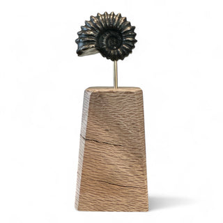 Bronze Fossil Sculpture - Holt x Palm -  Add a touch of ancient beauty to your home with one of our Chad La Fever Bronze Fossil Sculptures. Each one is expertly crafted and mounted on locally sourced wood, making it a unique and environmentally-friendly piece. Bring the past to life in your living space!