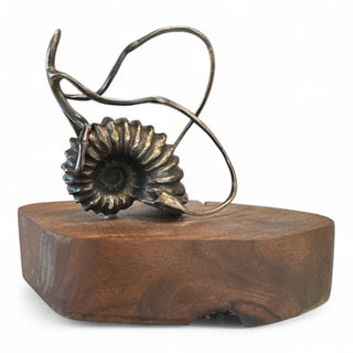 Human Figure Ammonite - Holt x Palm -  Gain a unique, eye-catching piece of art with this Human Figure Ammonite! The bronze ammonite, expertly mounted on local wood by Chad La Fever, adds a touch of elegance to any space. Each piece is one-of-a-kind, making it a stunning addition to any collection or decor. Perfect for inspiring conversation and awe.