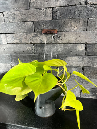 Meet Jorge! - Holt x Palm -  Get your green thumb on with Meet Jorge! This vibrant neon philodendron comes in a black matte compote pot, bringing a touch of sophistication to your plant collection. And with local pickup available, bringing Jorge home has never been easier. (Puns intended!)