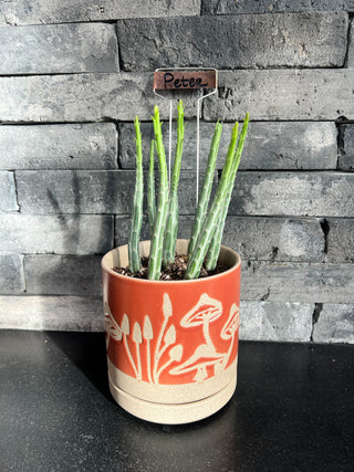 Meet Peter! - Holt x Palm -  "Meet Peter! A quirky addition to your home, this mushroom pot with a Senecio Stapeliformis plant from the cactus family is sure to add some personality to your space. Don't forget this is a local pickup only item!
