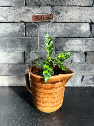 Meet Button! - Holt x Palm -  Say hello to Meet Button!, your new mini peacock plant pal. This sprightly little plant is potted in a charming vintage glazed canister, perfect for adding a bit of retro style to your home. Local pickup only, so come on over and get your very own Button! today!