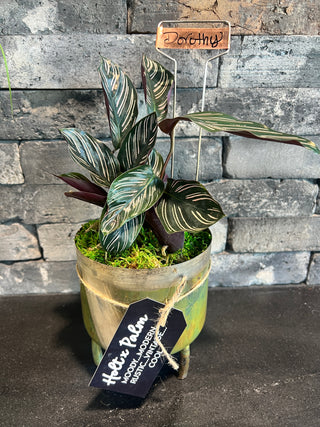 Meet Dorothy! - Holt x Palm -  Welcome Dorothy to your home! She is a delightful pinstripe calathea ready to brighten any room. Her rustic metal pot is ideal for dynamic, modern décor. No more endless searches, Dorothy is already potted and ready for pickup -- an easy match for any atmosphere. Come meet her today!
