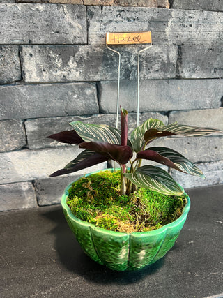 Meet Hazel! - Holt x Palm -  Introducing Hazel, the fabulous pinstripe calathea in town! Potted in a stylish vintage jade bowl, she's the perfect addition to any home - but don't forget, it's *local pickup only*! Come grab this cutie before she's gone!