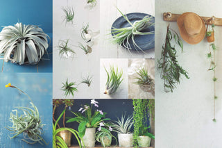 Living With Air Plants: A Beginner's Guide to Growing and Displaying Tillandsia