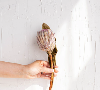 Dried Protea - The Best Flower Ever - Holt x Palm -  Introducing Protea Lilac Tones - the perfect desert chic floral for your home decor needs! Our favorite flower is just what you need to spruce up any room, with its beautiful dried tones that will make your home a flower-filled paradise. Get your hands on these stunning petals today!