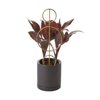 The Circle Trifecta Plant Stick - Holt x Palm -  Introduce golden luxury to your planter's paradise with the Circle Trifecta Plant Stick! It's the perfect choice for those who want to spruce up their space with a designer element, and it'll support even your largest plants like a champ. With this stick, your plants will circle back to you for more! Dimensions: 4.33" x 0.125" x 12.2"