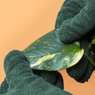 Leaf Cleaning Gloves - Holt x Palm -  Cleaning your leaves has never been easier! Our high-quality microfibre Leaf Cleaning Gloves are the simplest way to shine, clean, and enhance leaves of all sizes! Save time and reduce waste; these are reusable, universally sized and machine washable. WIN, WIN, WIN!