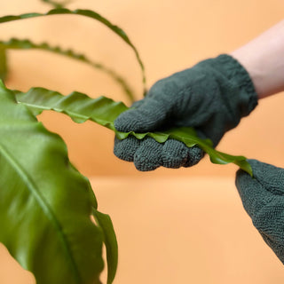 Leaf Cleaning Gloves - Holt x Palm -  Cleaning your leaves has never been easier! Our high-quality microfibre Leaf Cleaning Gloves are the simplest way to shine, clean, and enhance leaves of all sizes! Save time and reduce waste; these are reusable, universally sized and machine washable. WIN, WIN, WIN!