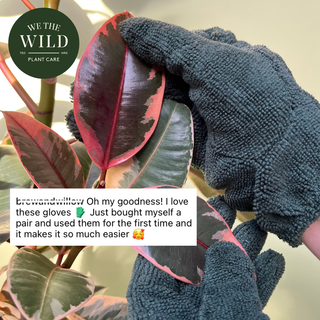 Leaf Cleaning Gloves - Holt x Palm -  Cleaning your leaves has never been easier! Our high-quality microfibre Leaf Cleaning Gloves are the simplest way to shine, clean, and enhance leaves of all sizes! Save time and reduce waste; these are reusable, universally sized and machine washable. WIN, WIN, WIN!