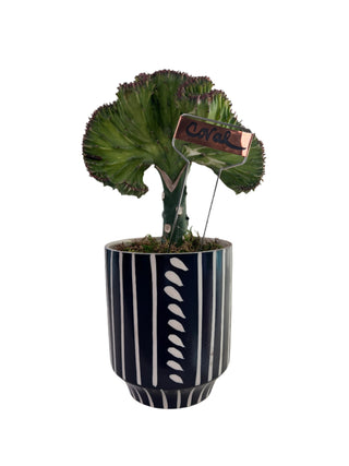 Meet Coral! - Holt x Palm -  Introducing Coral, the coolest cactus around! With its one-of-a-kind design and awesome pot, it's sure to add a unique touch to your space. Plus, local pickup makes it easy to bring home. Don't miss out on this quirky addition to your plant fam!