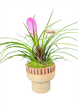 Meet Sandy! - Holt x Palm -  Introducing Sandy - your quirky companion for any indoor space! This darling pot boasts a terracotta style and comes with a beautiful pink quill. Perfect for local pick up only, bring a touch of whimsy and greenery into your home with Sandy.