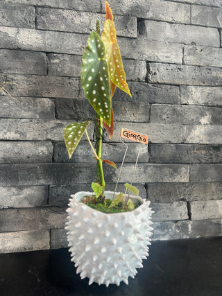 Meet Giorgio! - Holt x Palm -  Meet Giorgio, your new quirky friend! This white spike pot holds our beautiful spotted begonia - a local pickup exclusive. Add this unique beauty to your plant collection for a touch of whimsy.