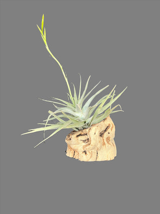 Tillandisa Cacticola Air Plant - Holt x Palm -  Get ready to level up your plant game with the Tillandisa Cacticola Air Plant! No dirt required, just cool vibes all around. Plus, it comes with a grapevine holder for extra style points. Don't miss out on this cool plant!