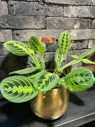 Meet Richard! - Holt x Palm -  Meet Richard! The gold tulum pot adds a touch of elegance to your collection, while the prayer plant brings tranquility and beauty. Local pickup only.