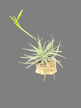 Tillandisa Cacticola Air Plant - Holt x Palm -  Get ready to level up your plant game with the Tillandisa Cacticola Air Plant! No dirt required, just cool vibes all around. Plus, it comes with a grapevine holder for extra style points. Don't miss out on this cool plant!