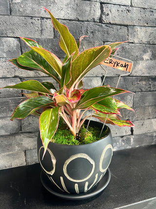 Meet Erykah! - Holt x Palm -  Meet Erykah, the quirky owl-inspired black pot with a beautiful red Chinese evergreen inside. Add some charm and life to your home with this delightful plant, available for local pickup today!