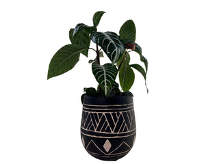 Meet Zoe! - Holt x Palm -  Meet Zoe, the coolest zebra plant in town! Comes in a trendy tribal planter and is available for local pickup only. Own this rad plant now!