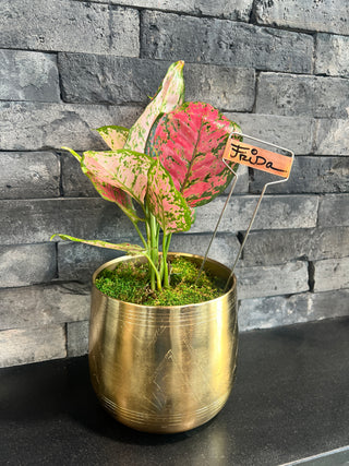 Meet Frida! - Holt x Palm -  Introducing Meet Frida! This lady valentine plant is truly amazing. Complete with a super chic gold tulum pot, it's the perfect addition to any space. Plus, it's available for local pickup only. Don't miss out on this quirky and fun must-have for your home!