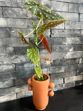 Meet Dolly! - Holt x Palm -  Meet Dolly! The playful spotted begonia that everyone loves. With angel wing foliage and a cool pot, this plant will add some quirkiness to your home. Available for local pickup only.