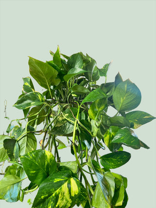 XL Golden Pothos - Holt x Palm -  Introducing the XL Golden Pothos, the perfect addition to your indoor space. This large hanging pothos is everyone's favorite plant and is sure to add a touch of natural beauty to your home. With local pickup only, you can easily bring home this stunning plant and elevate your interior design.