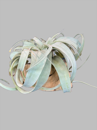 Tillandsia Xerographica w/ Wood - Holt x Palm -  Add a touch of quirkiness and make a statement with our Tillandsia Xerographica air plant in a cool hollow grapevine container. Its full and large size will certainly catch people's attention.