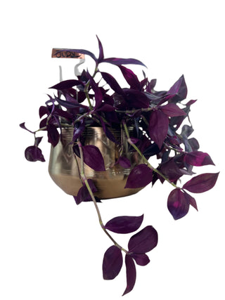 Meet Judy! - Holt x Palm -  Introducing Judy! The perfect addition to any plant lover's collection with her stunning gold Tulum pot. Her awesome tradescantia "Red Gem" boasts amazing purple hued leaves. Local pickup only. (Don't worry, she's worth the trip.)