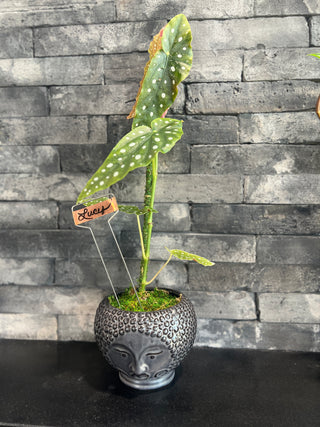 Meet Lucy! - Holt x Palm -  Meet Lucy, the quirky addition your plant collection needs! This playful black pot comes with the AMAZING spotted begonia, guaranteed to bring life to any room. Plus, with cute face pot and local pickup only, it's the perfect conversation starter.