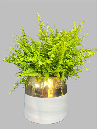 Meet Franky! - Holt x Palm -  Meet Franky, your new plant pal! With its fluffy fern and cute gold and white pot, it's the perfect addition to any home. Plus, it's locally sourced, so you can feel good about supporting your community. Local pickup only.