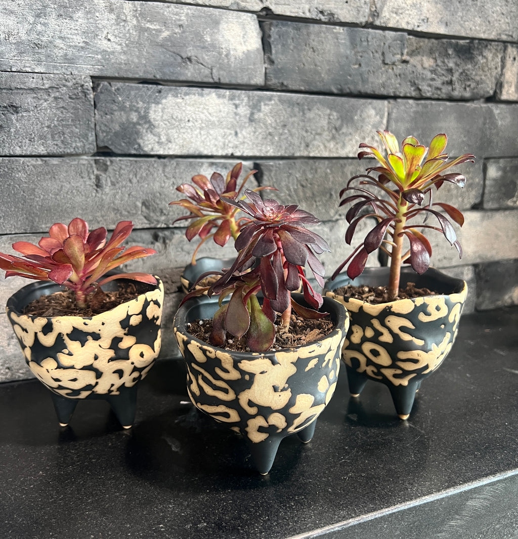 Baby Succulent in our Spotted Pot! – Holt x Palm