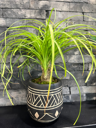 Meet Candy! - Holt x Palm -  Candy, the ponytail palm, is the ultimate addition to your home decor. With a great pot and hand-carved tribal inspiration, this quirky plant brings a touch of whimsy to any room. Local pickup only, so come meet Candy now!