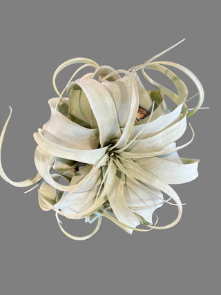 Tillandsia Xerographica w/ Wood - Holt x Palm -  Add a touch of quirkiness and make a statement with our Tillandsia Xerographica air plant in a cool hollow grapevine container. Its full and large size will certainly catch people's attention.