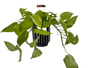 Meet Nate! - Holt x Palm -  Meet Nate, your new neon pothos plant! With its cool black and white pot, it's not just an awesome plant but a stylish addition to your home. Local pickup only, so don't wait to add this unique piece to your collection.