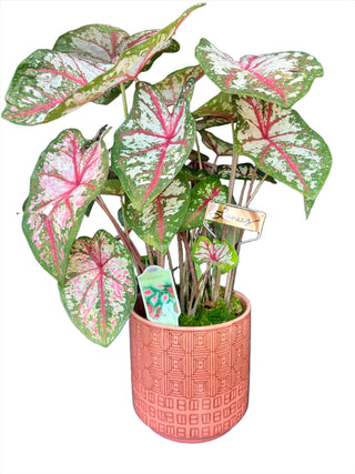 Meet Laney! - Holt x Palm -  Add some color to your life with Meet Laney! This lively caladium comes in a pretty pink pot and is available for local pickup only. Brighten up your space and make a statement with this beautiful and unique plant.