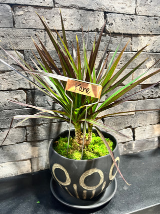Meet Kane! - Holt x Palm -  Shake up your walk with Meet Kane! This magenta cane's got owl pot. Local pickup only for those who love to strut.