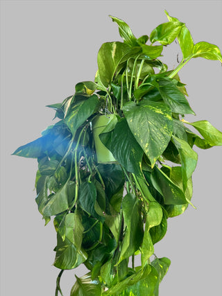 XL Golden Pothos - Holt x Palm -  Introducing the XL Golden Pothos, the perfect addition to your indoor space. This large hanging pothos is everyone's favorite plant and is sure to add a touch of natural beauty to your home. With local pickup only, you can easily bring home this stunning plant and elevate your interior design.