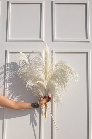 Preserved Silky Luxe B Pampas Bleached White - Holt x Palm -  Pampas is all the rage right now, especially when it is in white. These preserved decorative items change any space by adding a touch a feminine. Chic and sophisticated, you can't go wrong!