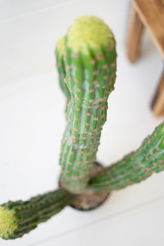 Multi Trunk Cactus - Holt x Palm -  Introducing the Multi Trunk Cactus: a fun faux plant with multiple trunks and a fresh-from-the-desert look. You don't need a green thumb to enjoy this prickly piece of decor, but you'll get all the compliments!