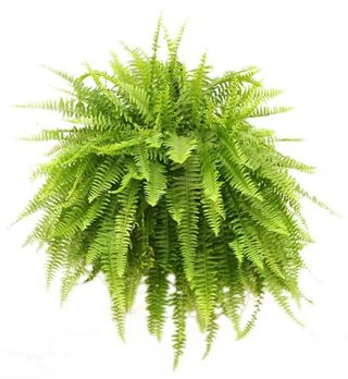 Boston Fern...Sword Fern...or if you are a show off, Nephrolepis exaltata - Holt x Palm -  We love a nice fat fern! They can fill up a blank space and make it feel lush and tropical....this bean town boy is a must addition for your collection. Water: Keep him moist all the time...they like humidity and you can even put a tray underneath the plant that stays wet but add some pebbles so it's not sitting directly in the water Light: This fella likes to be kept indoors and in bright but indirect sunlight...